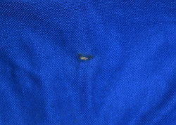 2004-06 ITALY KOSZULKA XL