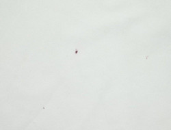 2010-11 GERMANY *PODOLSKI* SHIRT XL