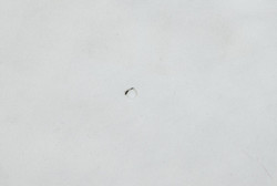 2010-11 GERMANY *PODOLSKI* KOSZULKA XL